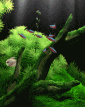 AQ.gif
