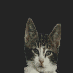 premena.gif