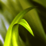 Rosa.gif