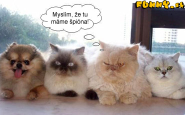 spion