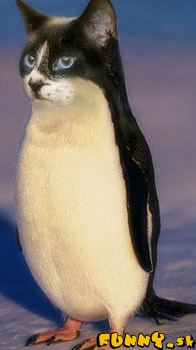 tucniak